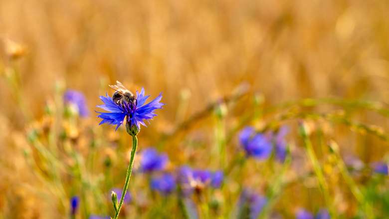 Wildflower meadows now account for just 1 per cent of the British countryside PHOTO Adobe Stock