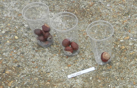 conkers