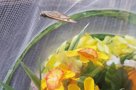 buttercup1
