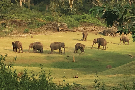 elephants
