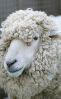 sheep